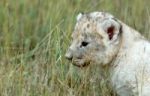 Baby Lion Stock Photo