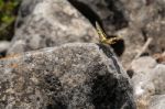 Swallowtail Butterfly At Mount Calamorro Near Benalmadena Spain Stock Photo