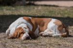 White And Brown Basset Dog Stock Photo