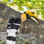 Great Hornbill Or Buceros Bicornis Large Birds In Thailan Stock Photo