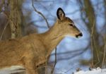 Beautiful Backgrouns With The Cute Wild Deer Stock Photo