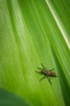 Insect On Green Leaf, Close Up  Stock Photo