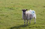 Sheep At Home On The South Downs In Sussex Stock Photo