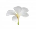 Frangipani Flower Isolated Stock Photo