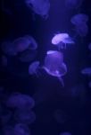 Jellyfish  Background Stock Photo