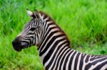 Zebra Stock Photo