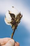 Cotton Field In The Countryside Stock Photo