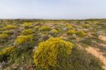 Landscape With Ulex Densus Shrubs Stock Photo