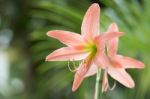 Closeup Star Lily Stock Photo