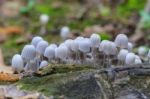 Mushrooms Growing On A Live Tree In The Forest Stock Photo