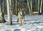 Lone Gray Wolf Stock Photo