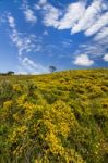 Algarve Countryside Hills With Yellow Bushes In Spring Stock Photo