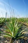 Aloe Vera Plantation Stock Photo