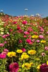 Wild Flowers Stock Photo