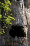 Big Hollow Tree In Zoo Stock Photo