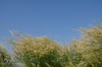 
Flowers
Waving Wind Blows Thee In The Daytime Sun, Flowers And Stock Photo