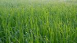 Grass With Drops Stock Photo