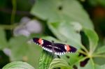 Postman Butterfly (heliconius Melpomene) Stock Photo