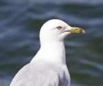 Beautiful Isolated Image With A Ring-billed Gull Stock Photo