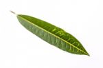 Green Leaf With Yellow Pattern On White Background Stock Photo