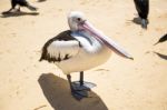 Pelican On The Beach Stock Photo