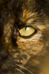 Detail Of Cat's Eye Stock Photo