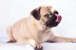 Cute Pug Dog Feel Boring Stock Photo