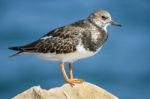 Coastal Ruddy Turnstone Bird Stock Photo