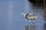 Grey Heron (ardea Cinerea) Walking Into The Water Stock Photo