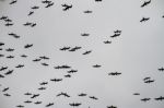 Large Flock Of Seagulls Stock Photo