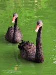 Black Swans Stock Photo