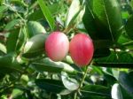 Carunda Or Karonda  (bengal-currants) Pink Fruit On Tree In The Garden.fruit For Health And High Vitamin Stock Photo