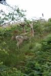 Roe Deer Stock Photo