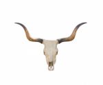 Buffalo Skull On White Stock Photo