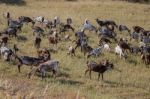 Herd Of Goats In A Pasture Stock Photo