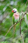 Male Red-breasted Parakeet Stock Photo