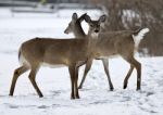 Beautiful Isolated Background With Two Wild Deer On The Snowy Field Stock Photo