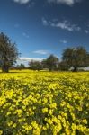 Almond Orchard In A Field Of Yellow Flowers Stock Photo