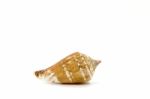 Sea Shell On White Background Stock Photo