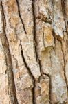 Tree Bark Texture Stock Photo