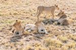 Lions  In Serengeti Stock Photo