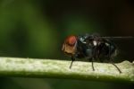 Fly Sit On Green Stick Stock Photo