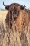 Highland Cow On The Farm Stock Photo