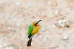 African Bee Eater At  Chobe River, Botswana Stock Photo