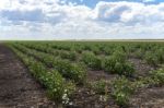 Cotton Field In Oakey Stock Photo