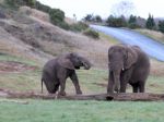 Baby Elephant Stock Photo