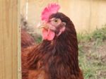 Rhode Island Red Hen Stock Photo