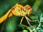 Dragonfly In The Garden Stock Photo