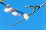 White Apricot Blossom With Blue Sky Stock Photo