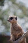 Meerkat Or Suricate (suricata Suricatta) Stock Photo